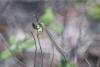 336673 – Photo : Fabrice DUSERRE – France (40)